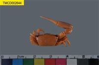 藏品(乳白南方招潮蟹)的圖片